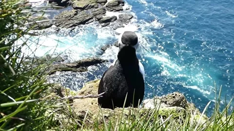 Puffins 4 Stock Footage 167206300