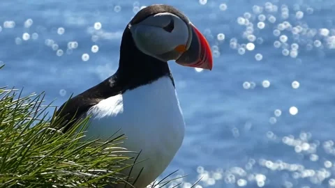 Puffins 5 Stock Footage 167206295