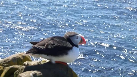 Puffins 6 Stock Footage 167206305