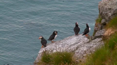 Puffins on cliff edge Stock Footage 11400042