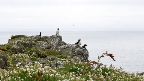 Puffins on cliff Stock Footage 75647157