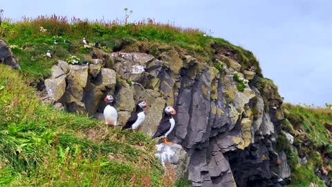 Puffins on the cliffs of Dyrhólaey, Southern Iceland Stock Footage 219109853