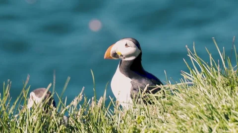 Puffins up close Stock-Footage 79080479