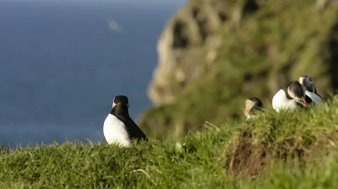Puffins on the Faroe Islands Stock Footage 56081980