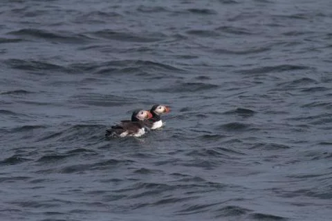 Puffins Float Stock Photos