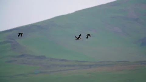 Puffins Flying Across Sky in Summer Iceland. Pan With Birds in Flight Stock Footage 256716144