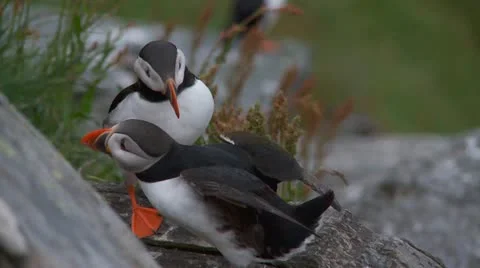 Puffins Stock Footage 11289282