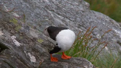 Puffins Stock Footage 11289483