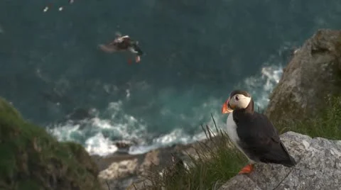 Puffins Stock Footage 11303664