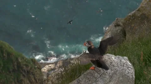 Puffins Stock Footage 11303667