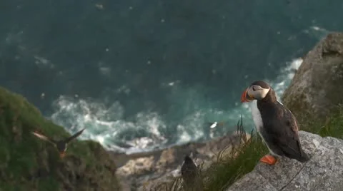 Puffins Stock Footage 11303751