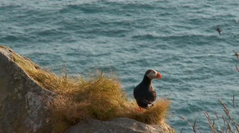 Puffins Stock Footage 11315533