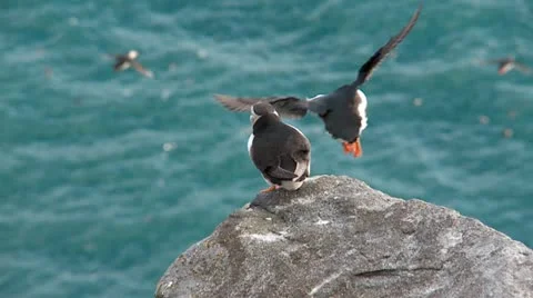 Puffins Stock Footage 11395987