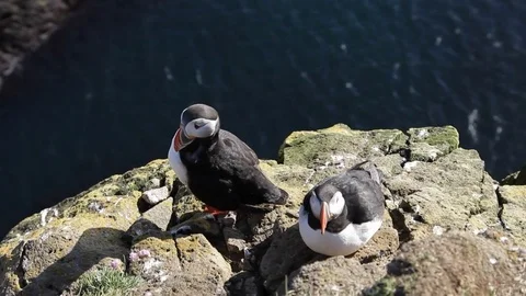 Puffins Stock Footage 81276335