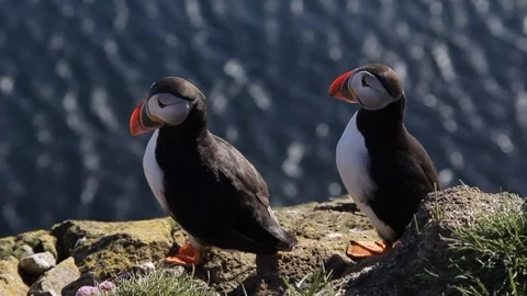 Puffins Stock Footage 81276355