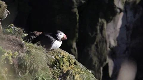 Puffins Stock Footage 81276389