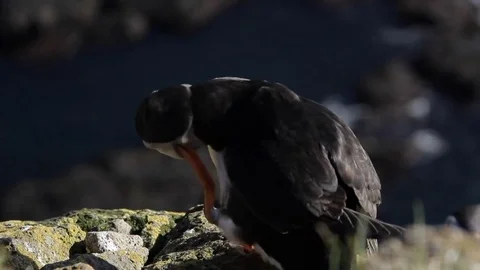 Puffins Stock Footage 81276416