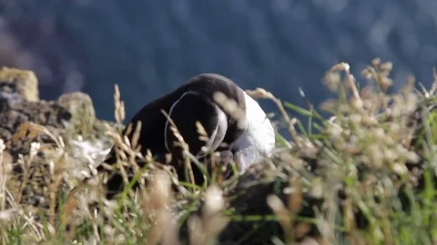 Puffins Stock Footage 81276461