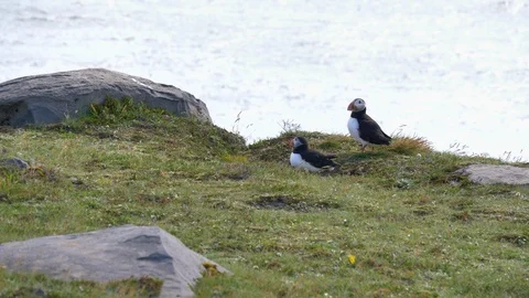 Puffins Stock Footage 124265776