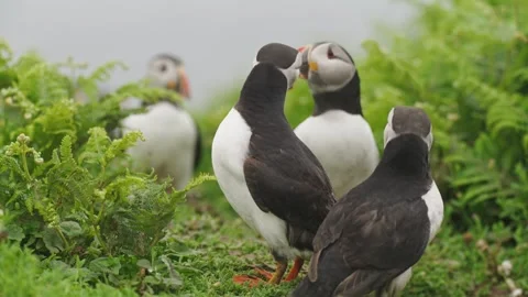 Puffins Stock-Footage 277842654