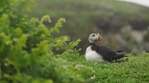 Puffins Stock-Footage 277842656