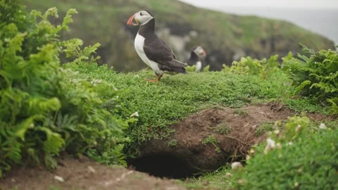 Puffins Stock-Footage 277842788