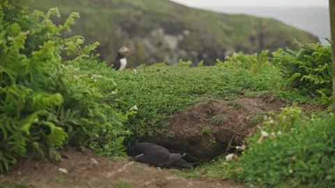 Puffins Stock-Footage 277842839