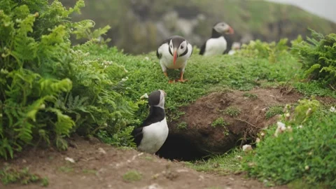 Puffins Stock-Footage 277842840