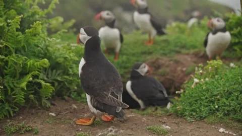 Puffins Stock-Footage 277843048