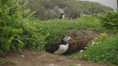 Puffins Stock-Footage 277843158
