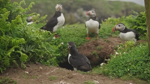 Puffins Stock-Footage 277843319