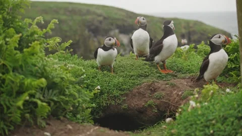 Puffins Stock-Footage 277843434