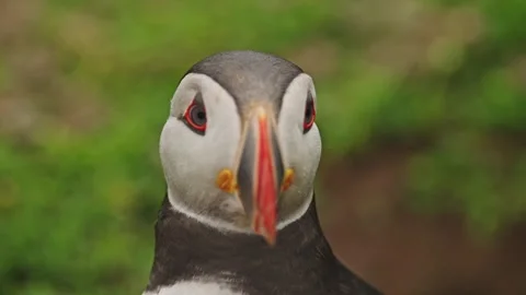 Puffins Stock-Footage 277843688