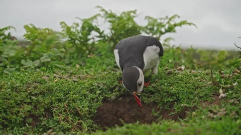 Puffins Stock-Footage 277843818