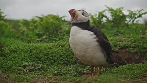Puffins Stock-Footage 277843913