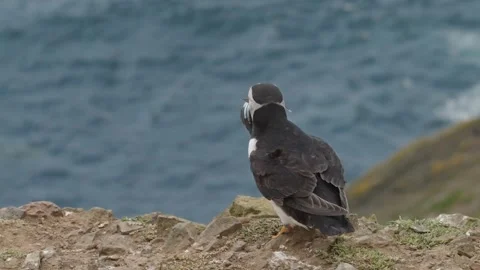 Puffins Stock-Footage 277844013