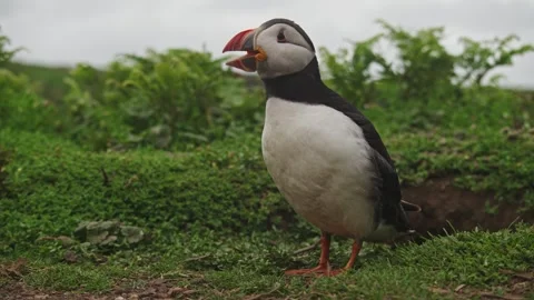 Puffins Stock-Footage 277844036