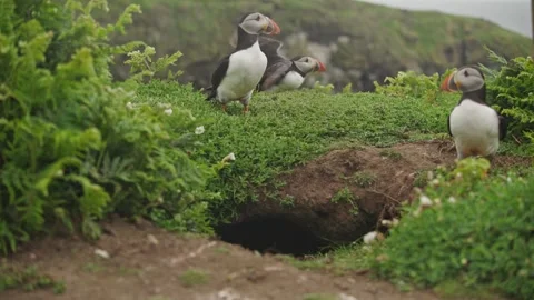 Puffins Stock-Footage 277844041