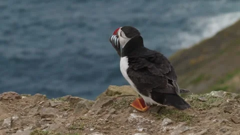 Puffins Stock-Footage 277844050