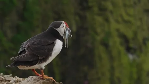 Puffins Stock-Footage 277844080
