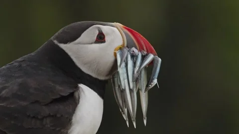 Puffins Stock-Footage 277844141