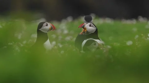 Puffins Stock-Footage 277844248