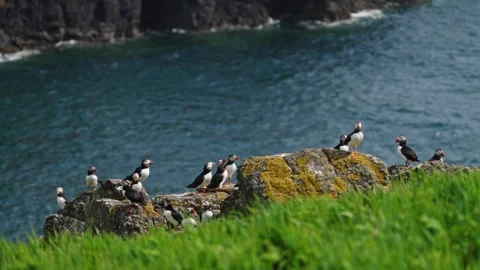 Puffins Stock-Footage 277844303
