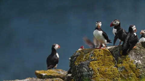 Puffins Stock-Footage 277844344
