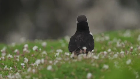 Puffins Stock-Footage 277844662