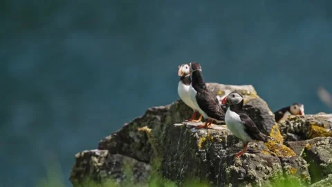 Puffins Stock-Footage 277844723
