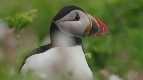 Puffins Stock-Footage 277844813