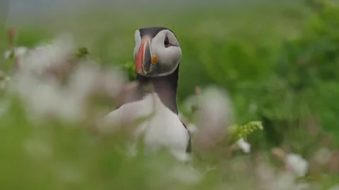 Puffins Stock-Footage 277844963