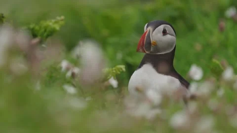 Puffins Stock-Footage 277844981