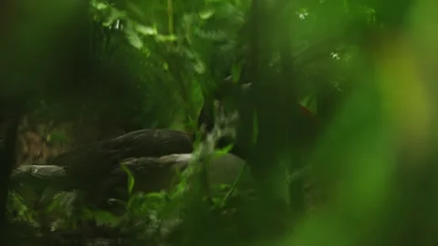 Puffins Stock-Footage 277845332